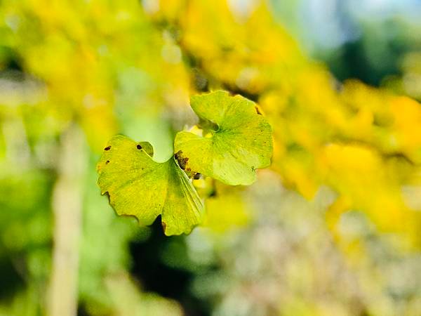 季節限定-深山夢幻的金色花園(銀杏)