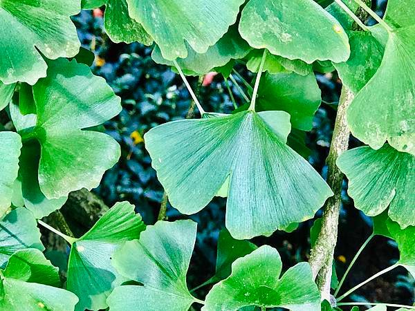 季節限定-深山夢幻的金色花園(銀杏)