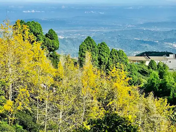 季節限定-深山夢幻的金色花園(銀杏)