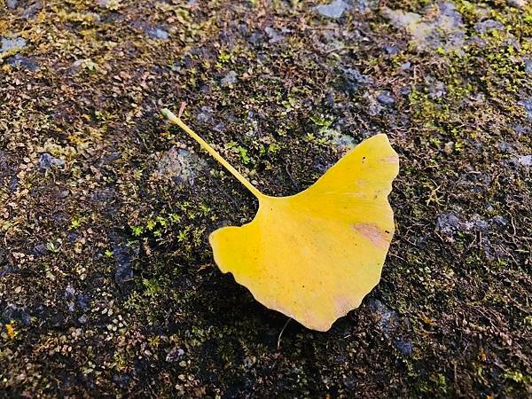 季節限定-深山夢幻的金色花園(銀杏)