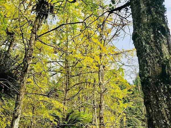 季節限定-深山夢幻的金色花園(銀杏)