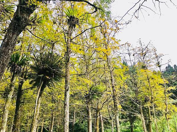 季節限定-深山夢幻的金色花園(銀杏)