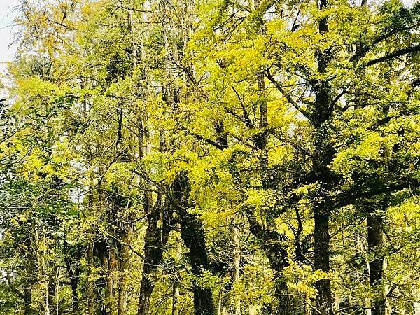 季節限定-深山夢幻的金色花園(銀杏)