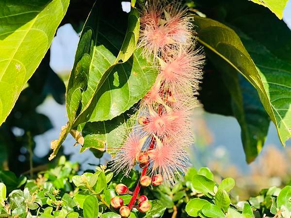 發現台灣植物之美-穗花棋盤腳