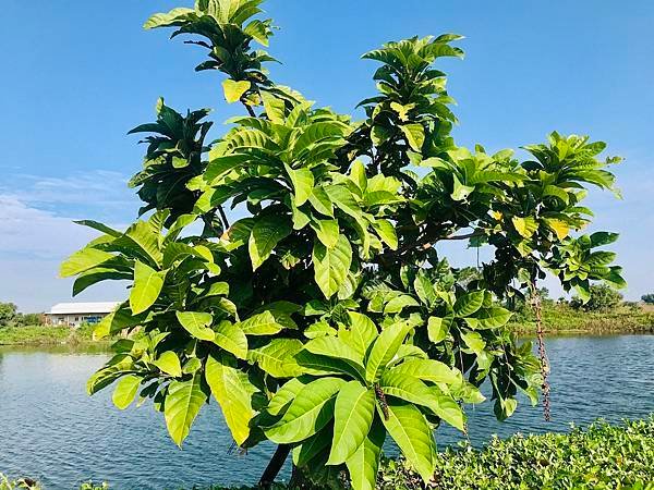 發現台灣植物之美-穗花棋盤腳