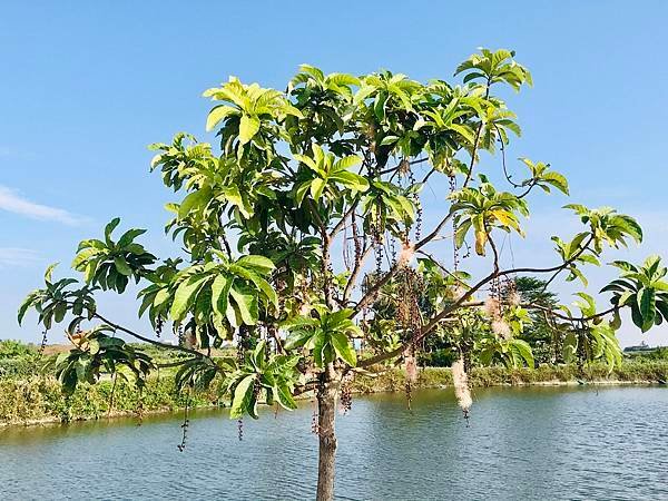 發現台灣植物之美-穗花棋盤腳