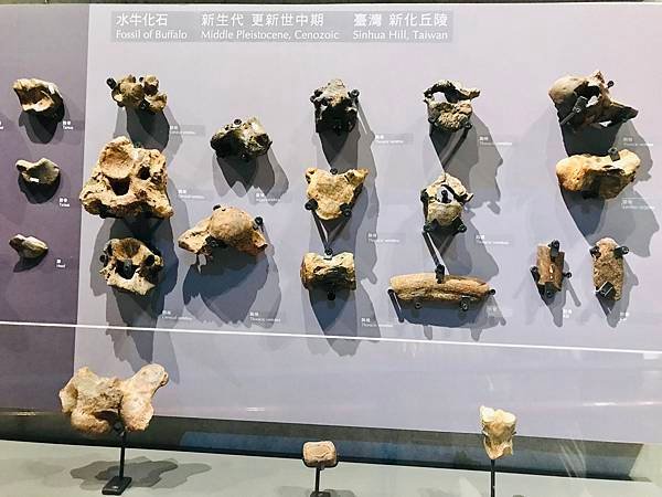 新竹市安親班-岩石探索化石篇(6)(6上自然)