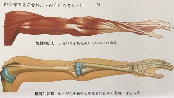 新竹市安親班-動物的生活(6上自然)