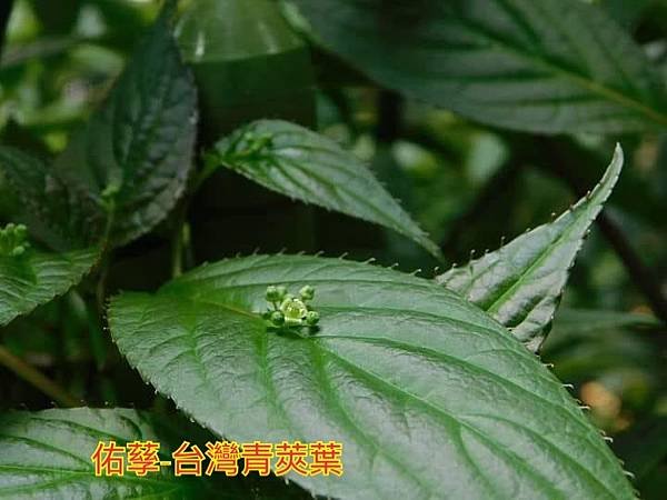 新竹市安親班-植物生態的研討與實作(5上自然)