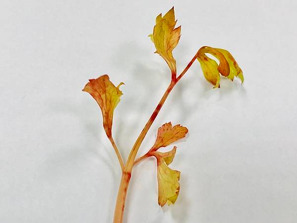 新竹市安親班-植物生態的研討與實作(5上自然)