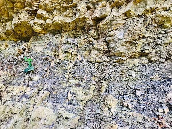 新竹市安親班-岩石探索化石篇(6)(6上自然)