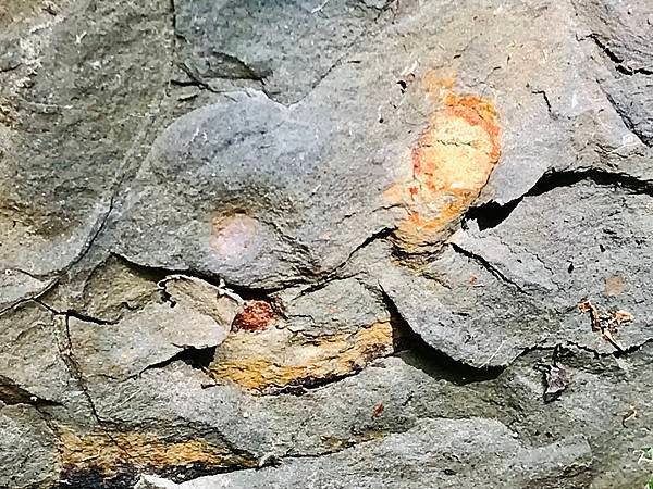 新竹市安親班-岩石探索化石篇(6)(6上自然)