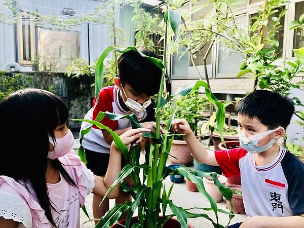 新竹市安親班-自然探索 : 栽種秋玉米
