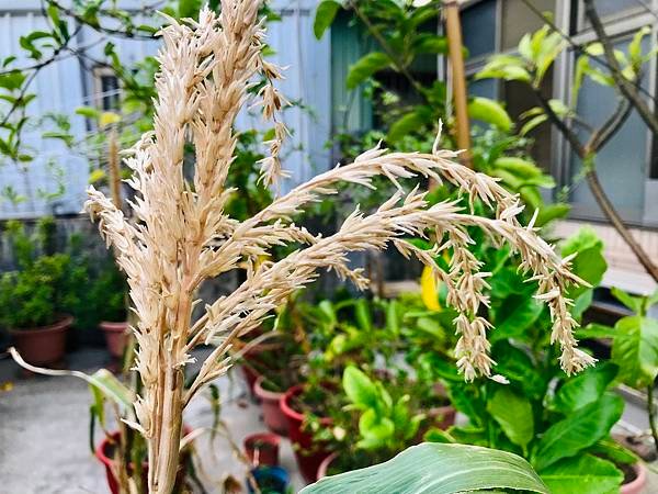 新竹市安親班-自然探索 : 栽種秋玉米