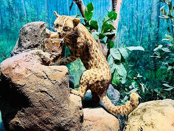 跟著自然課本遠足趣-木柵動物園~好好玩!