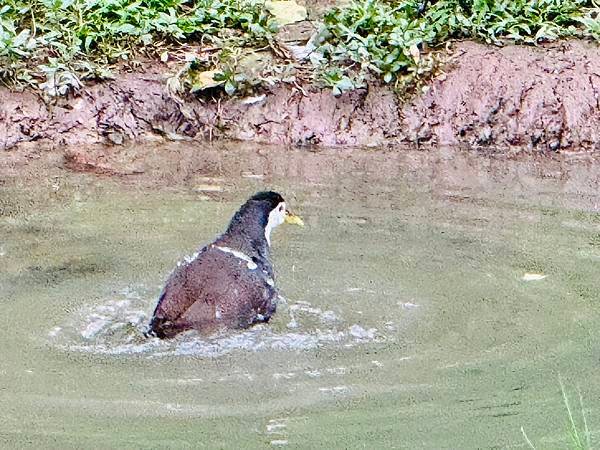 新竹市安親班-我是動物解說員、認識動物(3上自然)