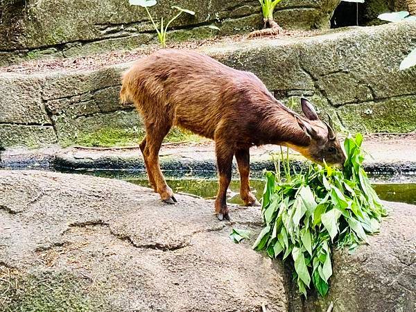 跟著自然課本遠足趣-木柵動物園~好好玩!