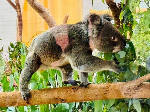 跟著自然課本遠足趣-木柵動物園~好好玩!