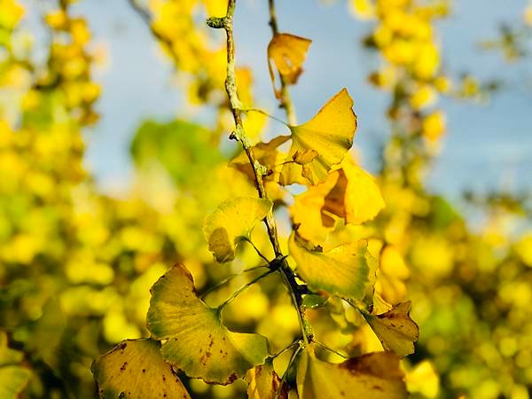 季節限定-深山夢幻的金色花園(銀杏)