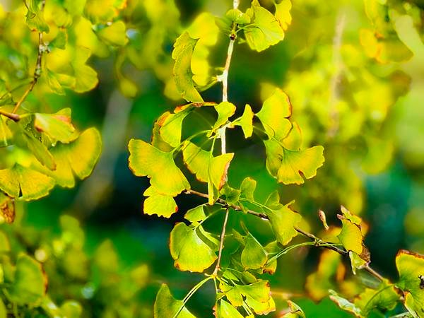 季節限定-深山夢幻的金色花園(銀杏)