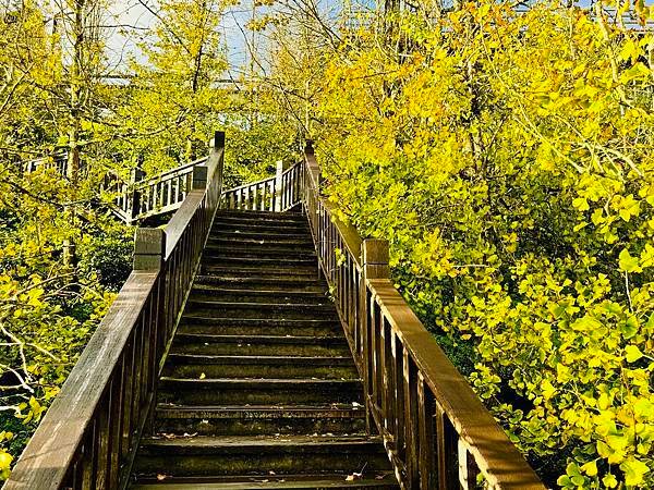 季節限定-深山夢幻的金色花園(銀杏)