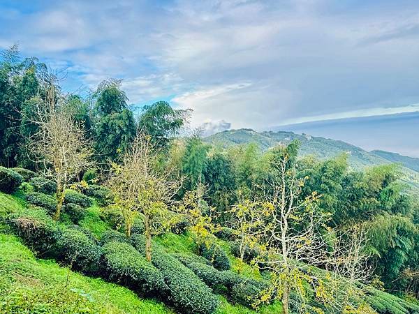 季節限定-深山夢幻的金色花園(銀杏)