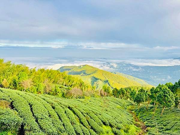 季節限定-深山夢幻的金色花園(銀杏)