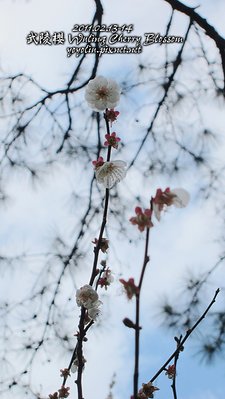 p_IMG_7111.jpg