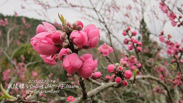 p_IMG_7132.jpg