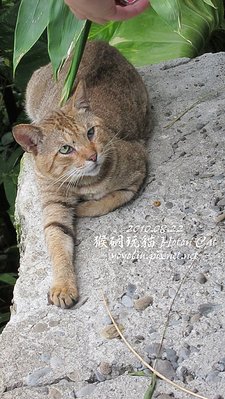 p_IMG_2786.jpg