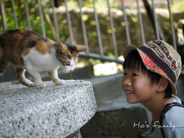 瑞芳貓村.jpg