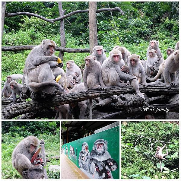 【台中親子景點】郭叔叔獼猴園.jpg