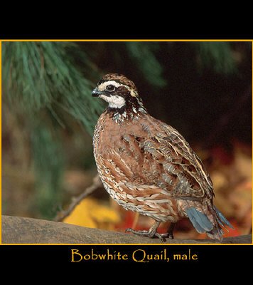 l_bobwhite%20male.jpg