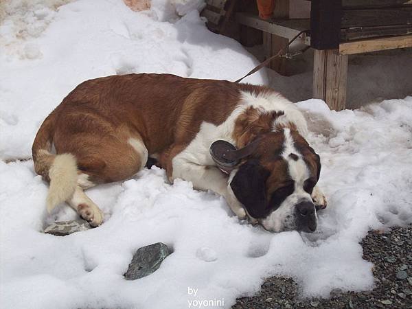 聖伯納犬是這裡明星 889-1.jpg