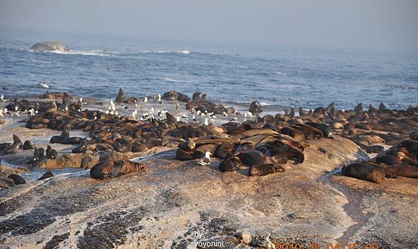海豹景之一DSC_0099-1.JPG