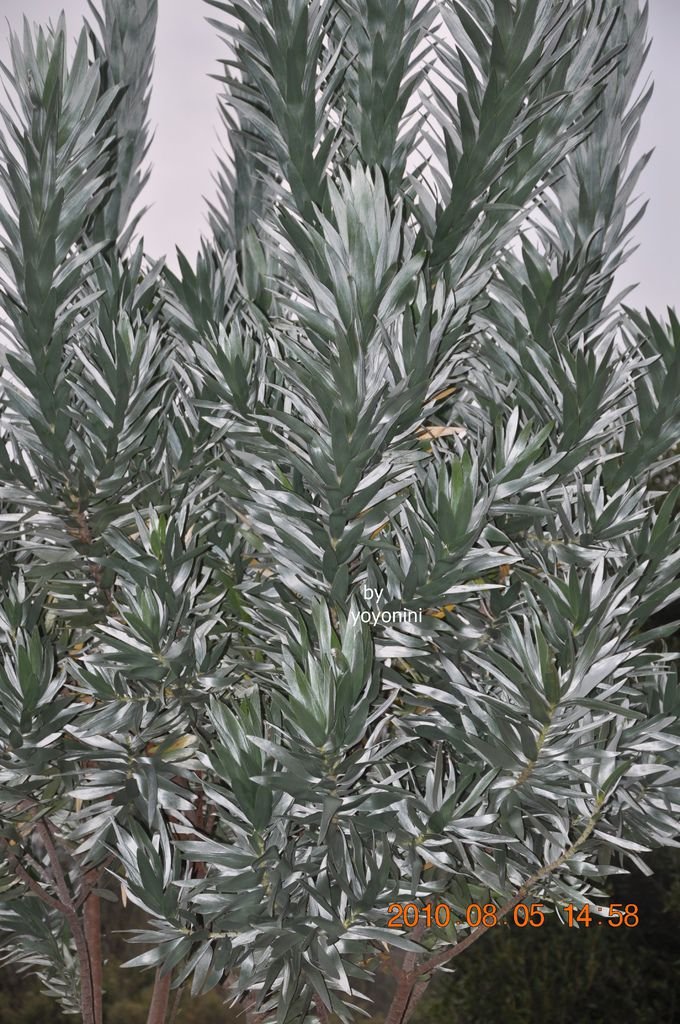 不知名植物DSC_0270-1.JPG