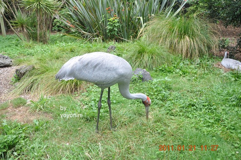 DSC_0688什麼鳥.JPG