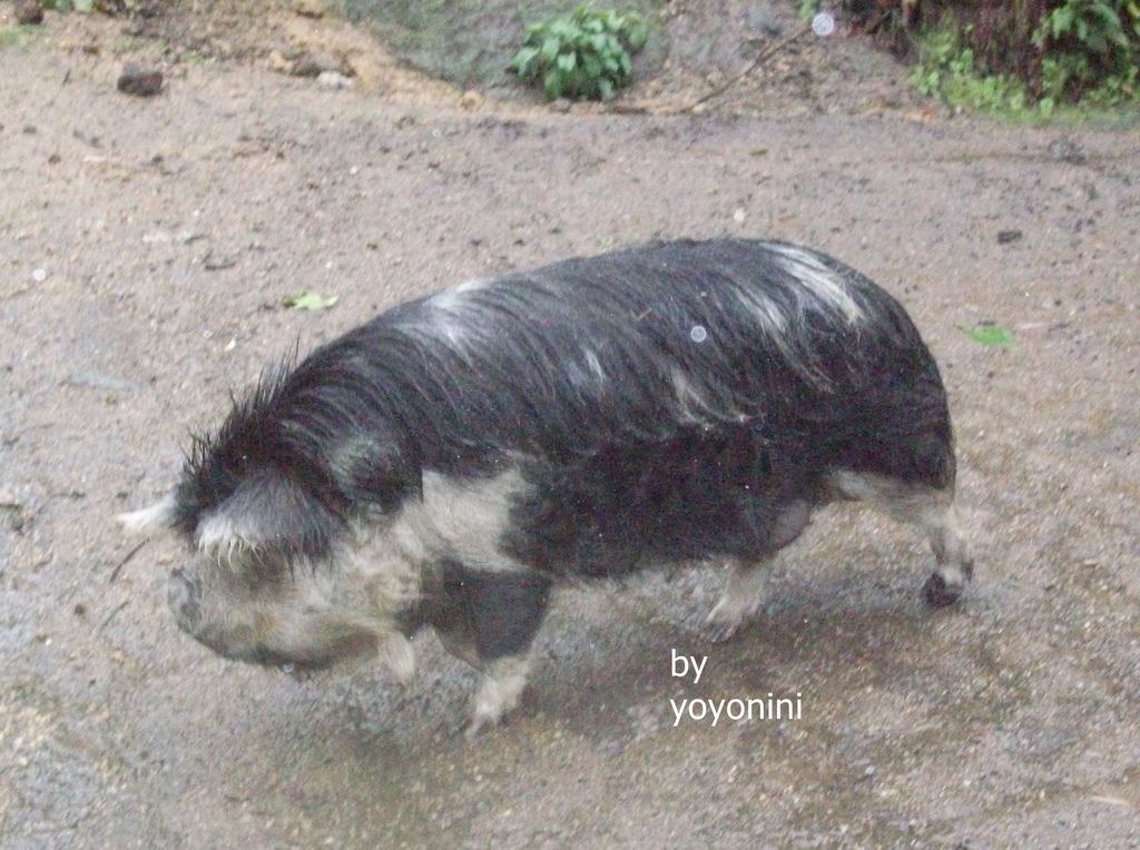 100_3640kune kune pig.JPG