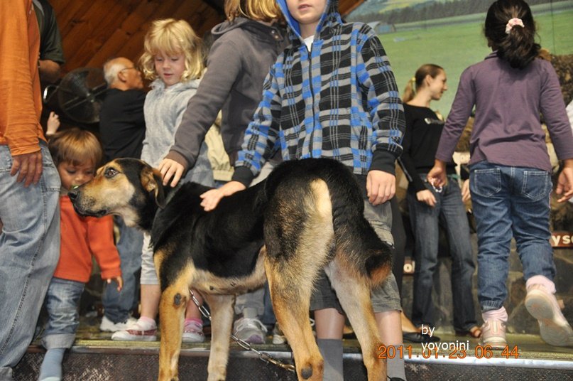 DSC_0783小朋友上台摸牧羊犬.JPG