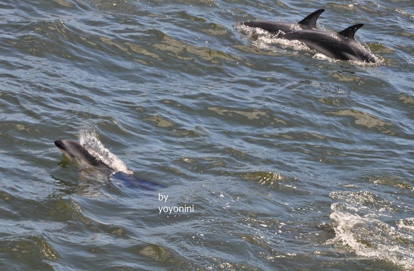 DSC_0155 (4)海豚.JPG