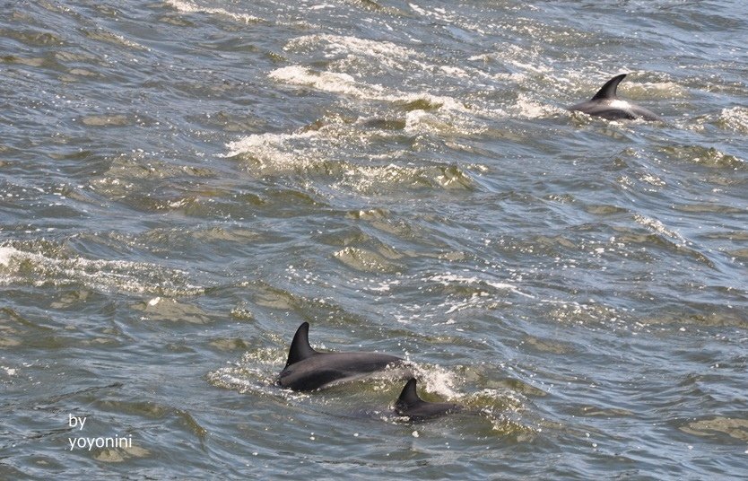 DSC_0160 (4)海豚.JPG