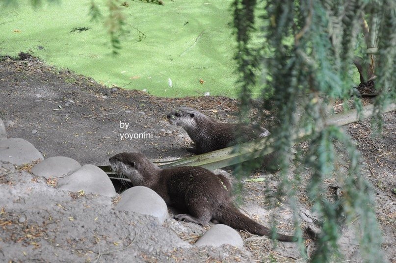 DSC_0302 (4)小爪子水瀨.JPG