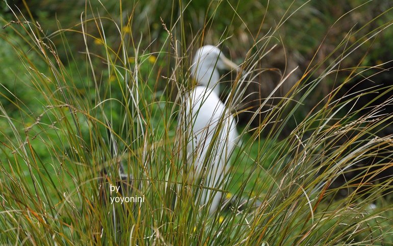 DSC_0354 (5)不知名的鳥.JPG