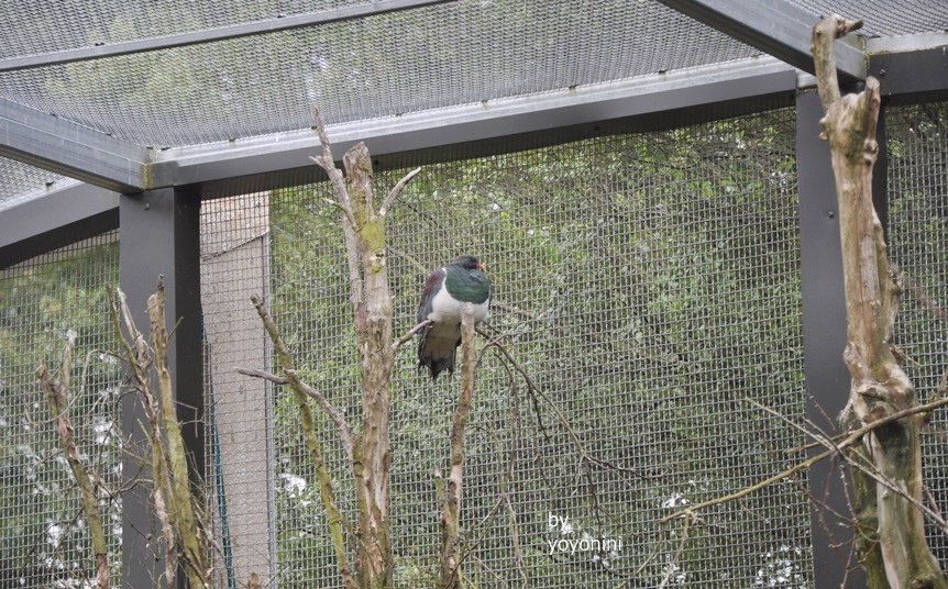 DSC_0356 (4)動物園的鳥.JPG