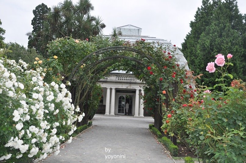 DSC_0416 (5)浪漫玫瑰花園.JPG