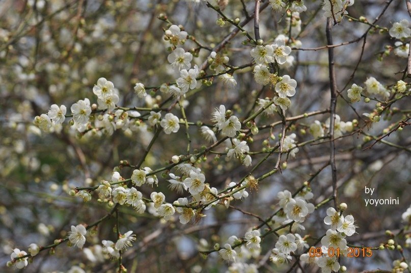 DSC_0398.JPG