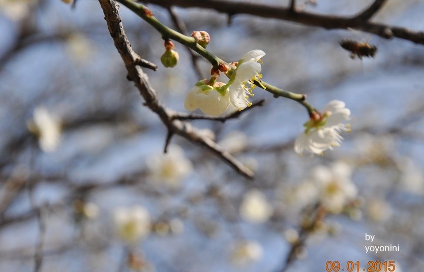DSC_0409小蜜蜂.JPG