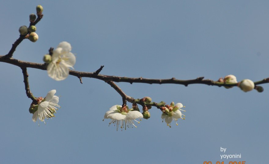DSC_0426.JPG