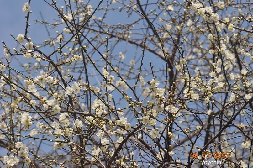 DSC_0431.JPG