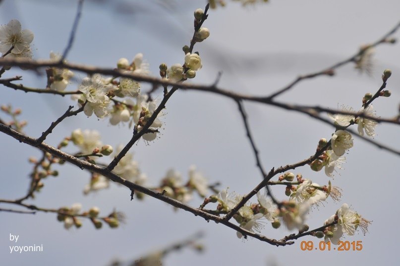 DSC_0444.JPG